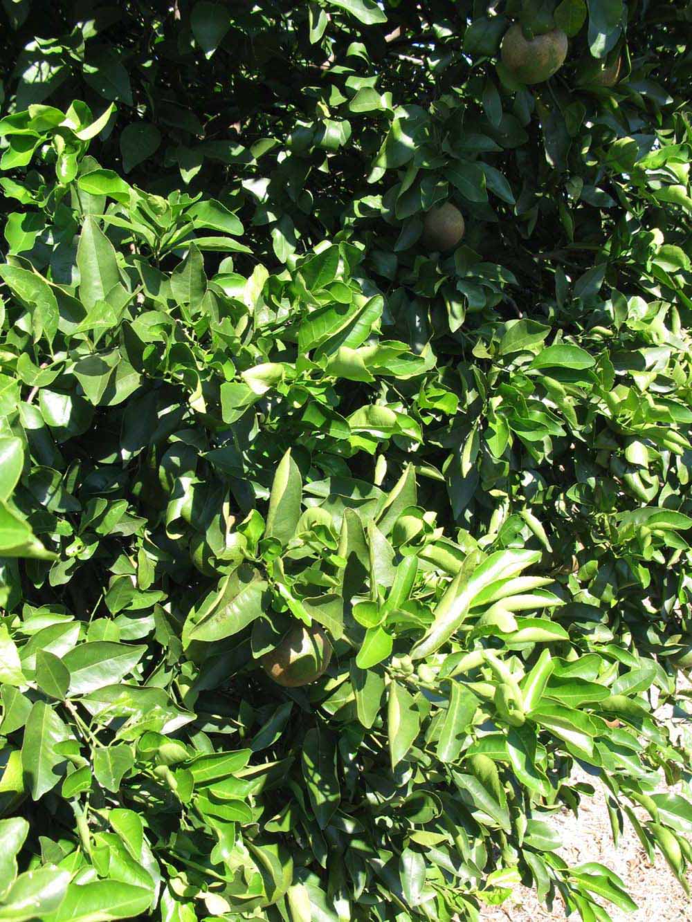              Sun leaves (Winter Haven, FL)       